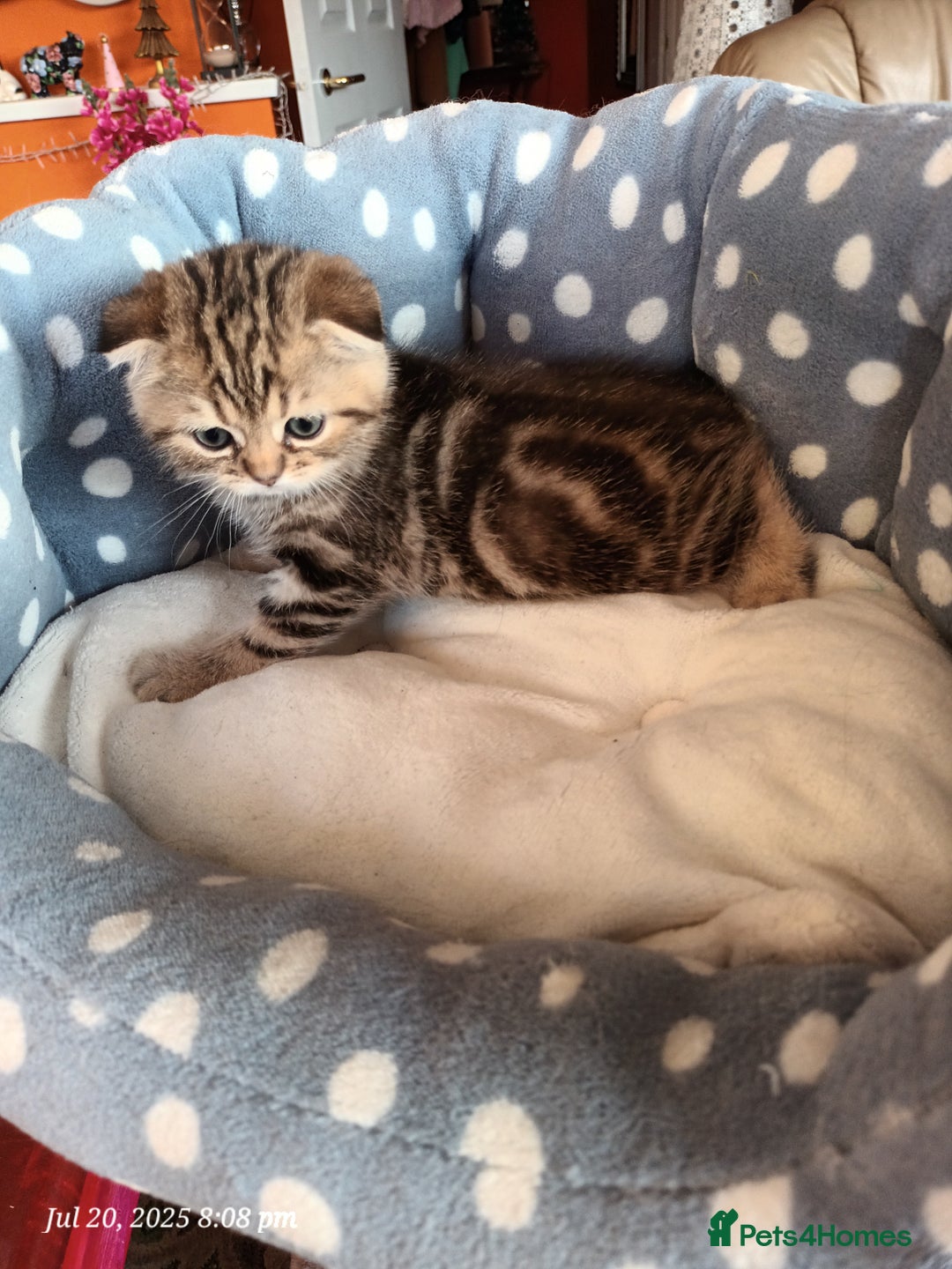 British Shorthair cats for sale: British grey shorthair and Scottish fold - Image 11