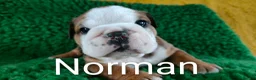 English Bulldog dogs for sale: KC Reg.English Bulldog puppies - Advert 7