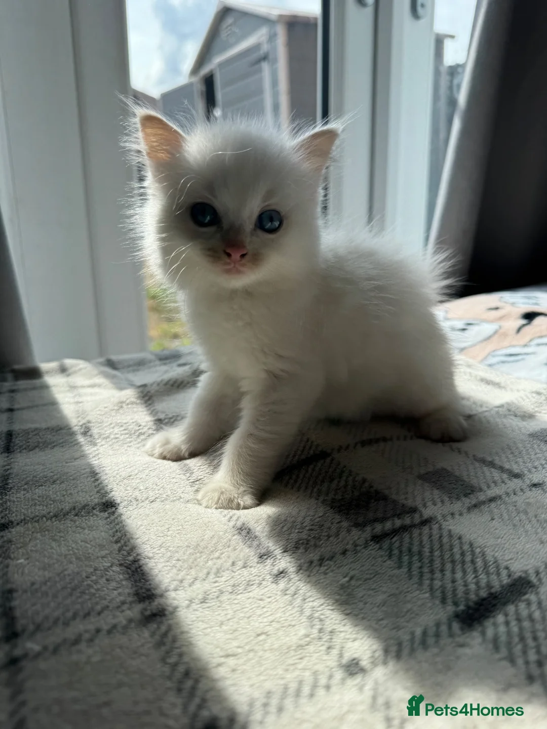 Ragdoll cats for sale: Purebred Ragdoll Kitten - Advert 1