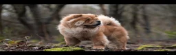 Chow Chow dogs for sale: Male Red Chow Chow - Advert 4