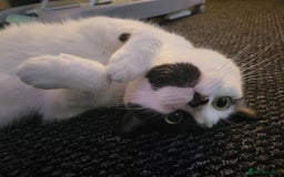 Domestic Shorthair cats for sale: Fluffy boy Oreo - Advert 8