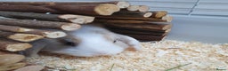 Mini Lop rabbits for sale: Pair of friendly baby mini lops for loving home - Advert 5