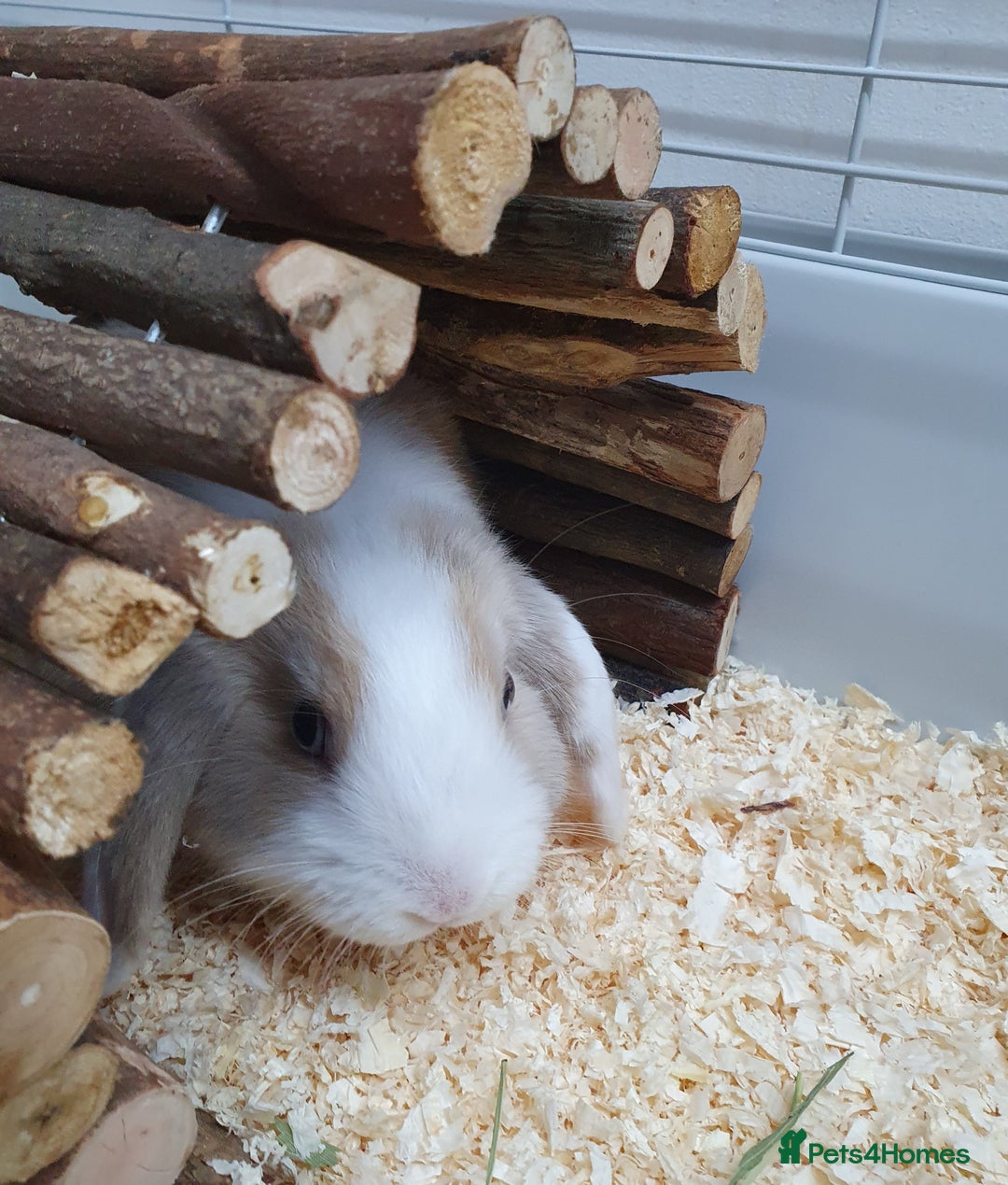 Mini Lop rabbits for sale: Pair of friendly baby mini lops for loving home - Advert 5