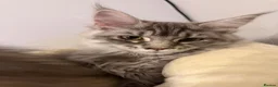 Maine Coon cats for sale: TICA Registered Maine Coon Kittens - Advert 27