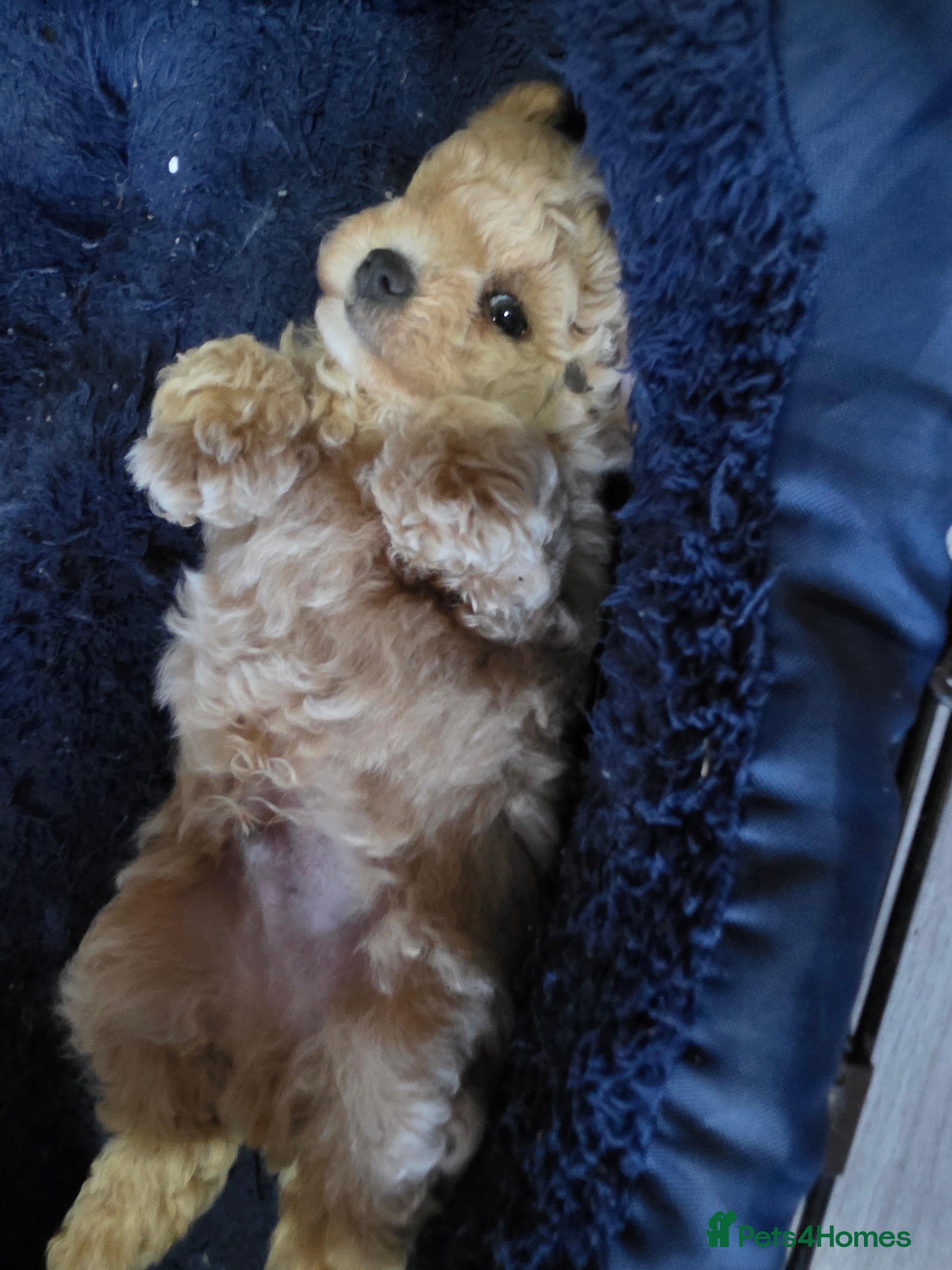 Maltipoo dogs Maltipoo ONLY 1 girl left - Advert 10