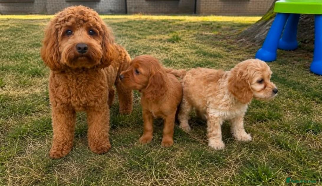 Cockapoo dogs Cockapoo puppies - Advert 1