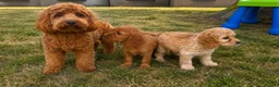 Cockapoo dogs for sale: Cockapoo puppies in Barnet - Advert 1