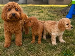 Cockapoo dogs Cockapoo puppies - Advert 1
