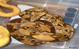 Snake reptiles for sale: Balls and boas - Image 8