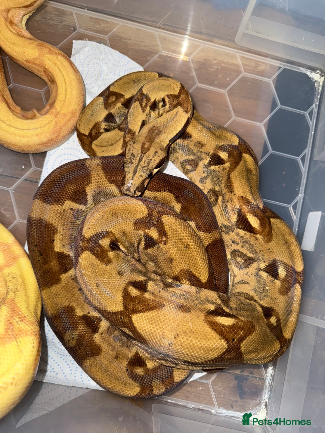 Snake reptiles for sale: Balls and boas - Image 8