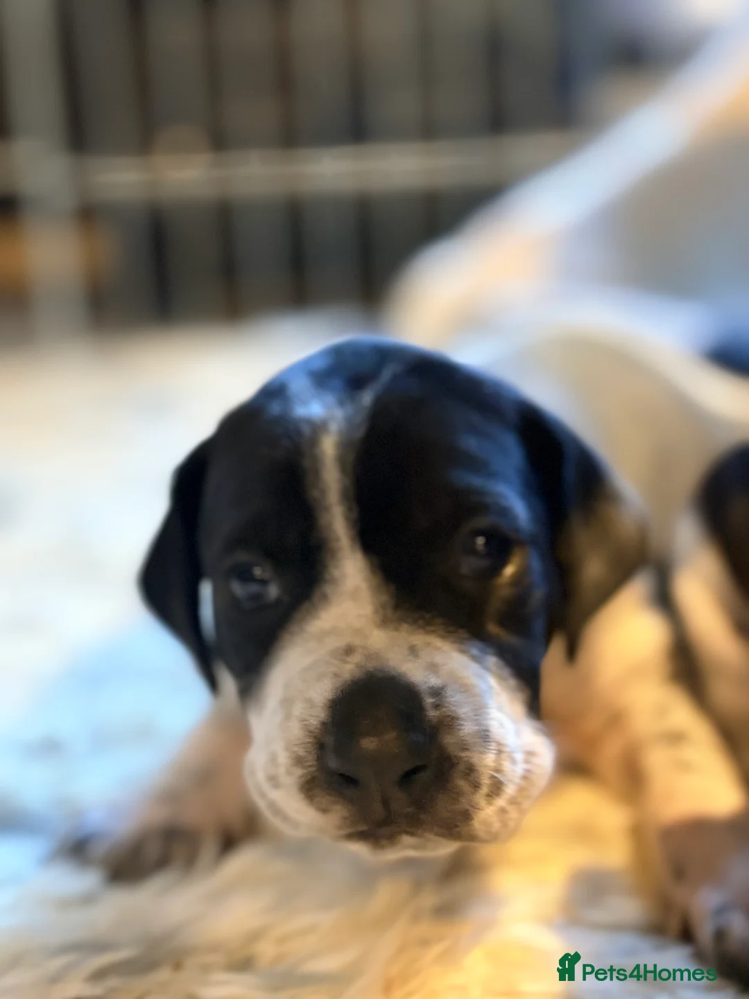 Pointer dogs for sale: Last gorgeous puppy looking for a loving home  - Advert 25