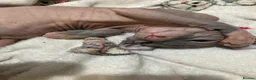 Sphynx cats for sale: Canadian elf sphinx - Advert 10