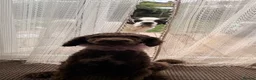 Standard Poodle dogs for sale: Standard poodle- extremely clever and trained dog - Advert 2