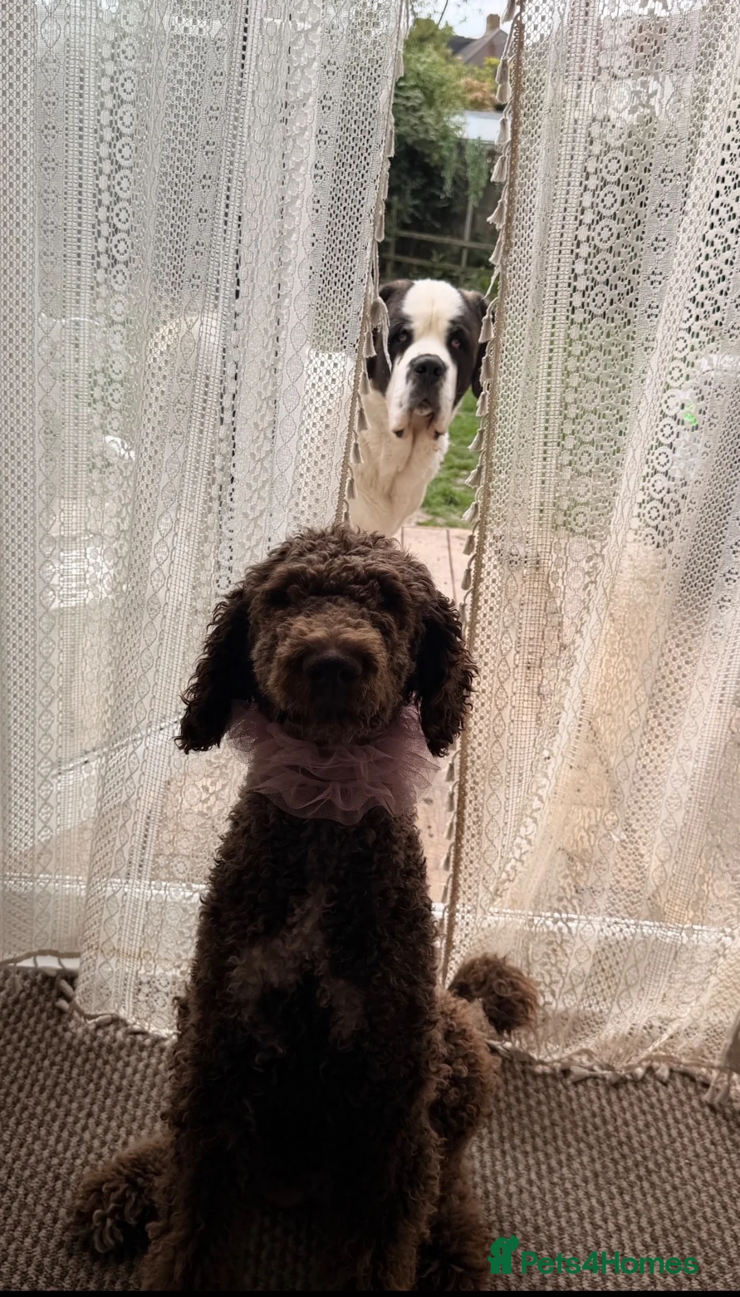 Standard Poodle dogs for sale: Standard poodle- extremely clever and trained dog - Advert 2