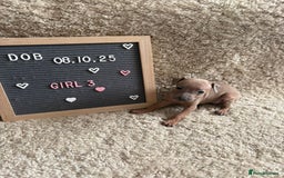 Italian Greyhound dogs for sale: Italian greyhound puppies - Advert 8
