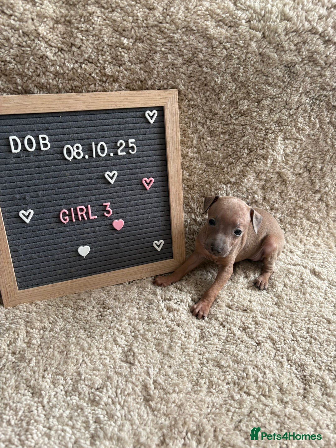 Italian Greyhound dogs for sale: Italian greyhound puppies - Advert 8