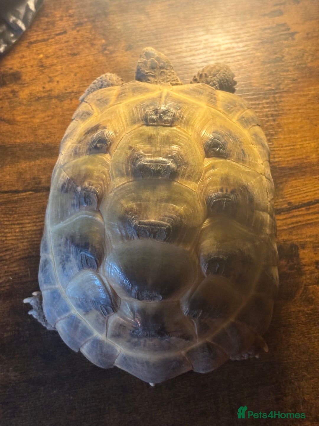 Tortoise reptiles for sale: Russian/Horsefeild Tortoise - Advert 4