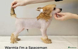 Chinese Crested dogs for stud: Julien INSOLITE FAMILIER import Pl  - Advert 21