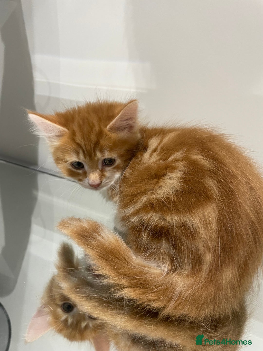 Mixed Breed cats for sale: Beautiful kittens ready to go now  - Advert 22