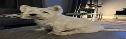 Westiepoo dogs for sale: Gorgeous Westiepoo Puppies - Advert 5