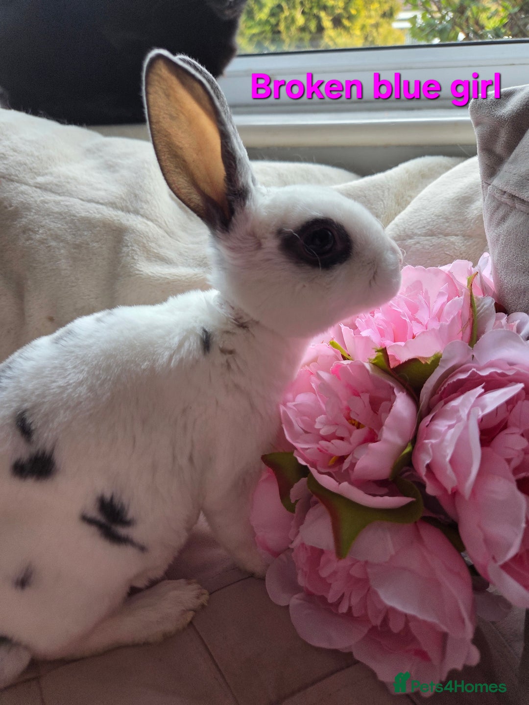 Rex rabbits for sale: 🐰 Beautiful mini rex babies 🐰 - Advert 23