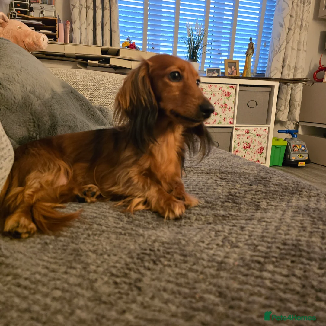 Miniature Dachshund dogs for sale: Miniature long haired Dachshund  - Advert 3