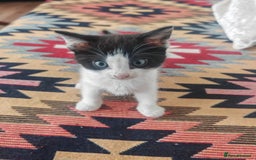 Mixed Breed cats for sale: 3 beautiful kittens left for sale!! - Image 3
