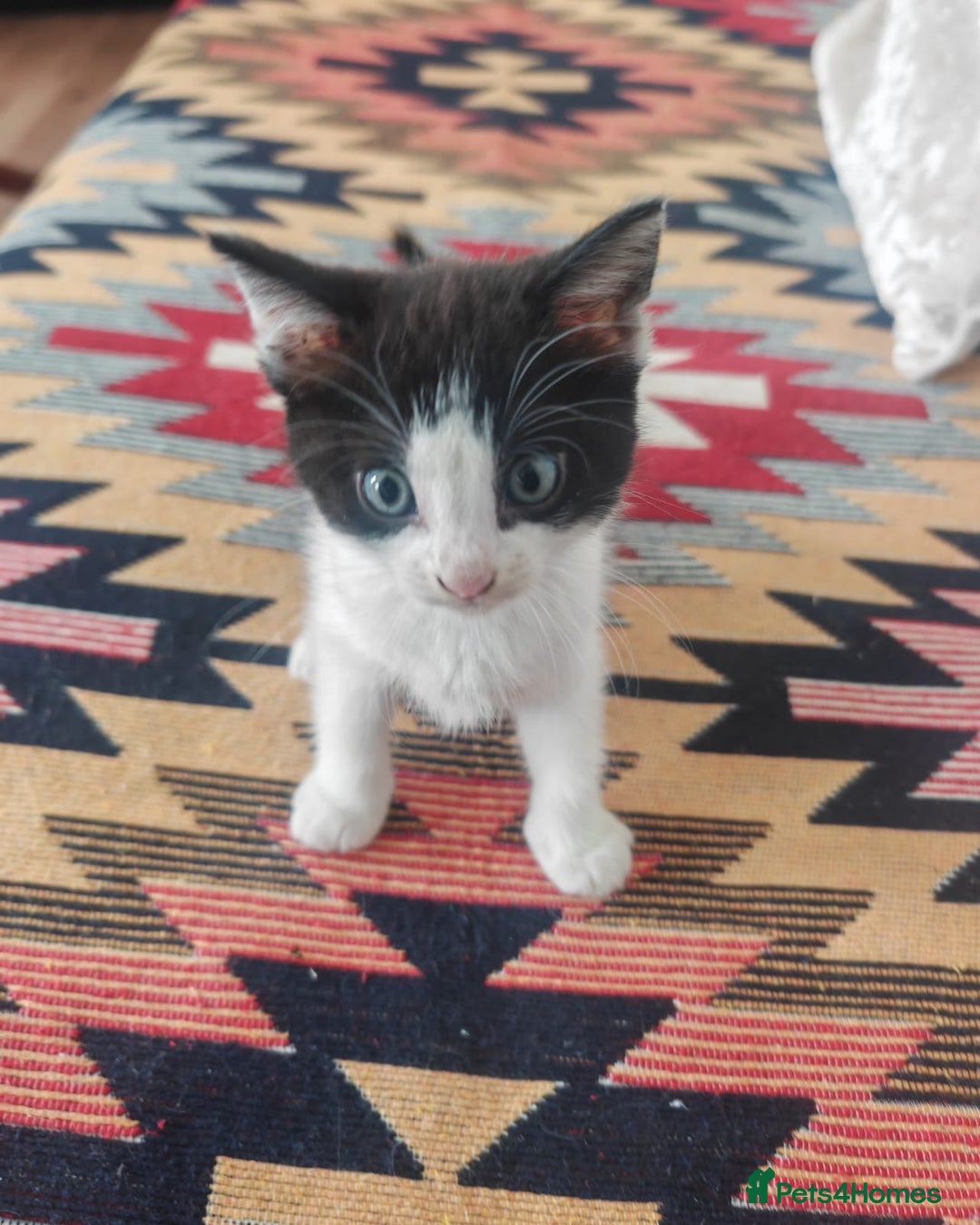 Mixed Breed cats for sale: 3 beautiful kittens left for sale!! - Image 3