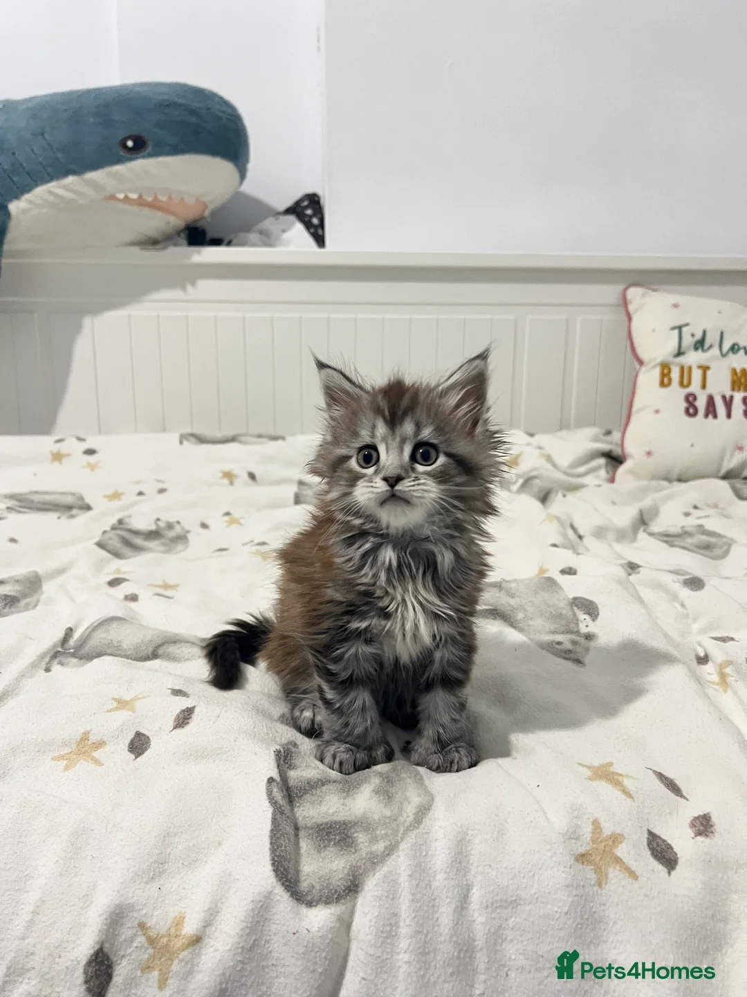 Maine Coon cats for sale: Polydactyl Maine Coon Girl! - Advert 3