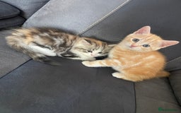 Mixed Breed cats for sale: Stunning long haired kittens  - Image 5