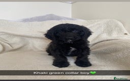 Cockapoo dogs for sale: 5 gorgeous cockapoo pups for sale  - Image 14