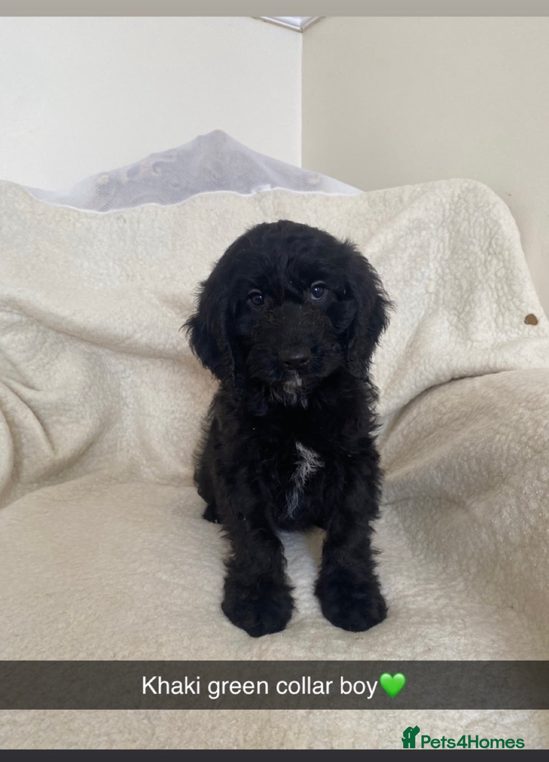 Cockapoo dogs for sale: 5 gorgeous cockapoo pups for sale  - Image 14