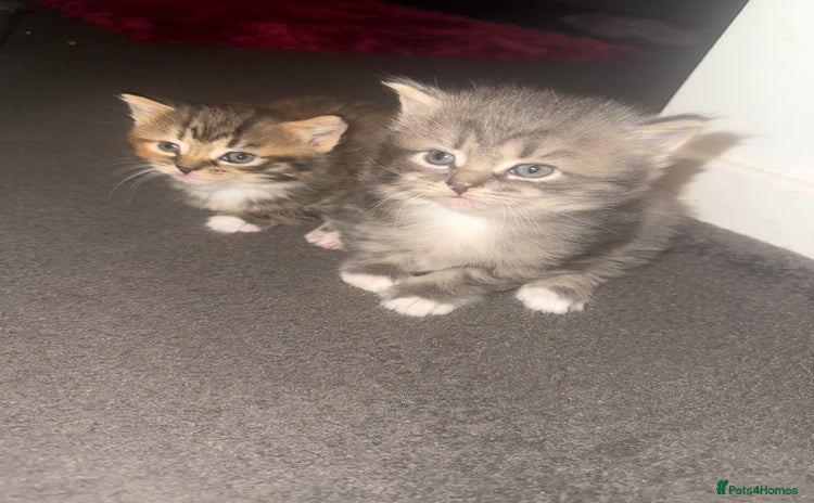 Mixed Breed cats - Advert 3