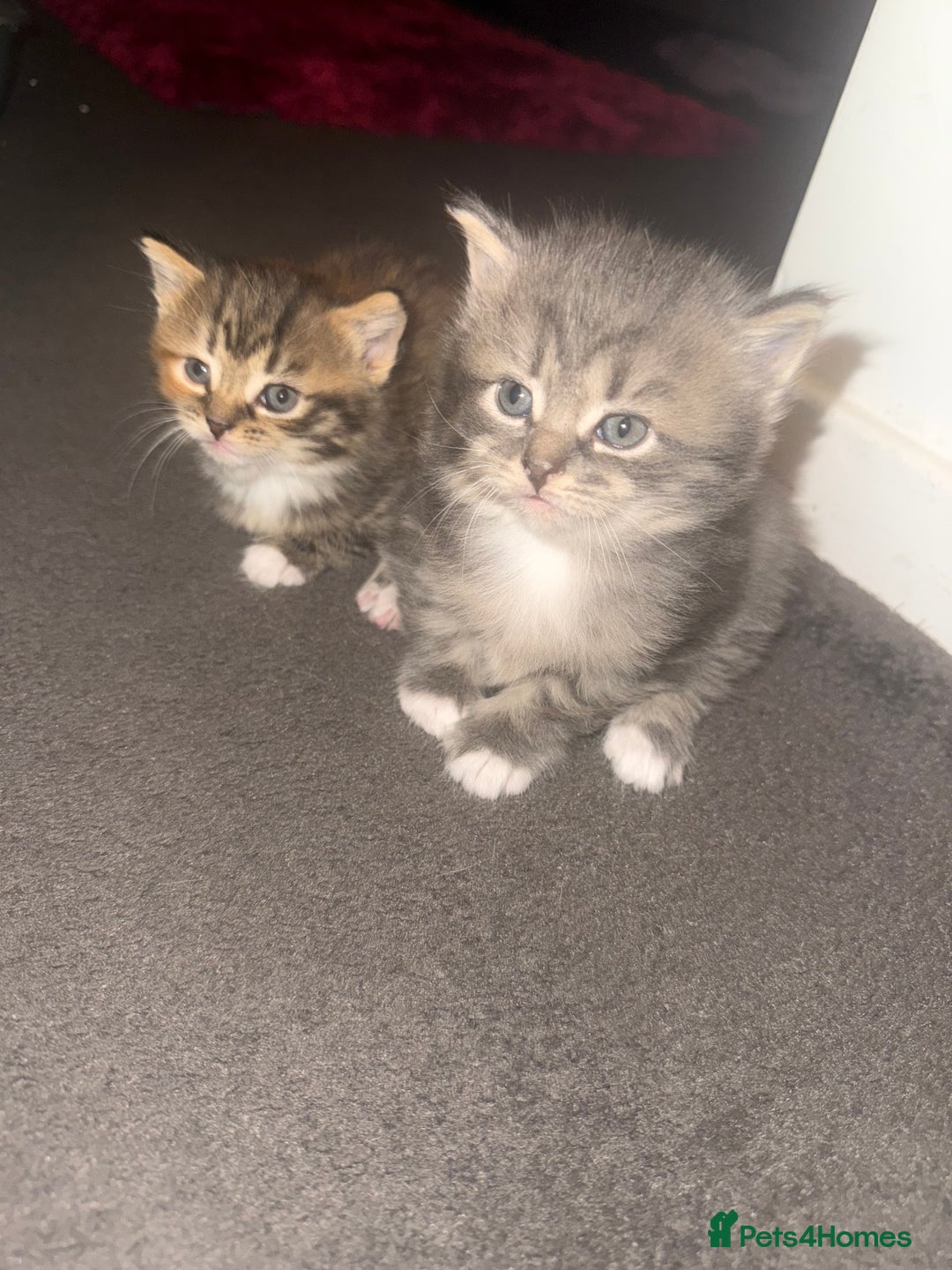 Mixed Breed cats for sale: Kittens  - Image 1