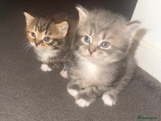 Mixed Breed cats - Advert 18