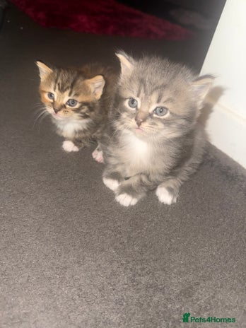 Mixed Breed cats - Advert 18