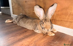 Continental Giant rabbits for sale: German Giants (continental giant rabbits) - Advert 3