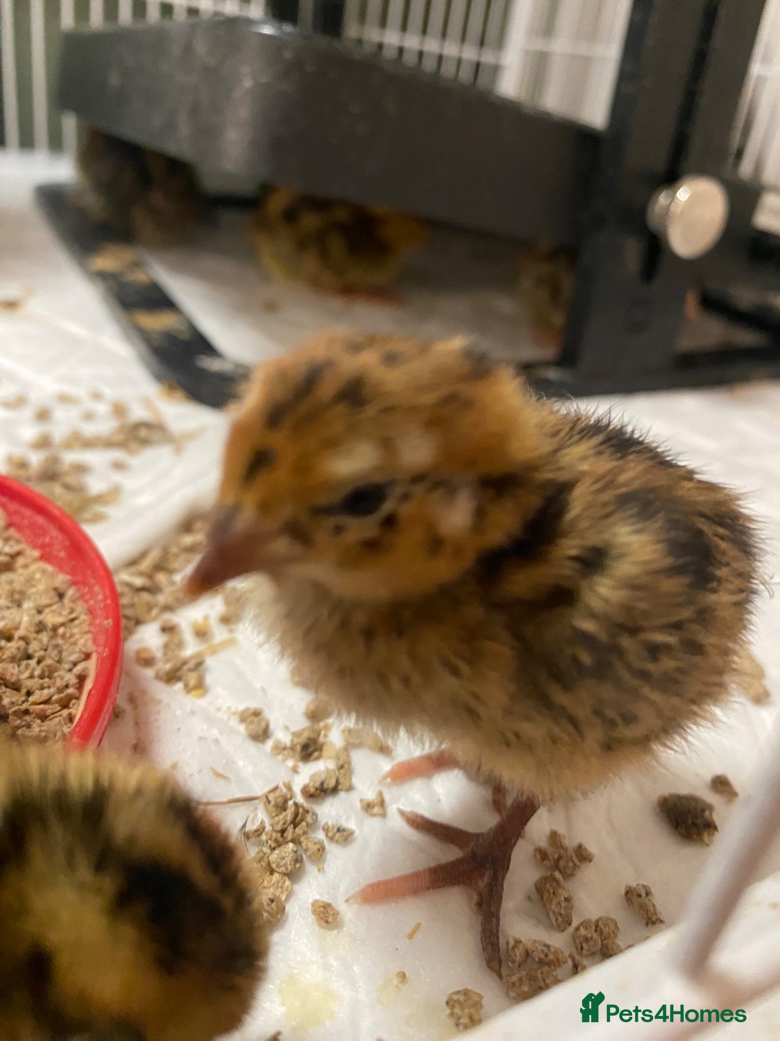 Chickens poultry for sale: Silkies for sale - Advert 5