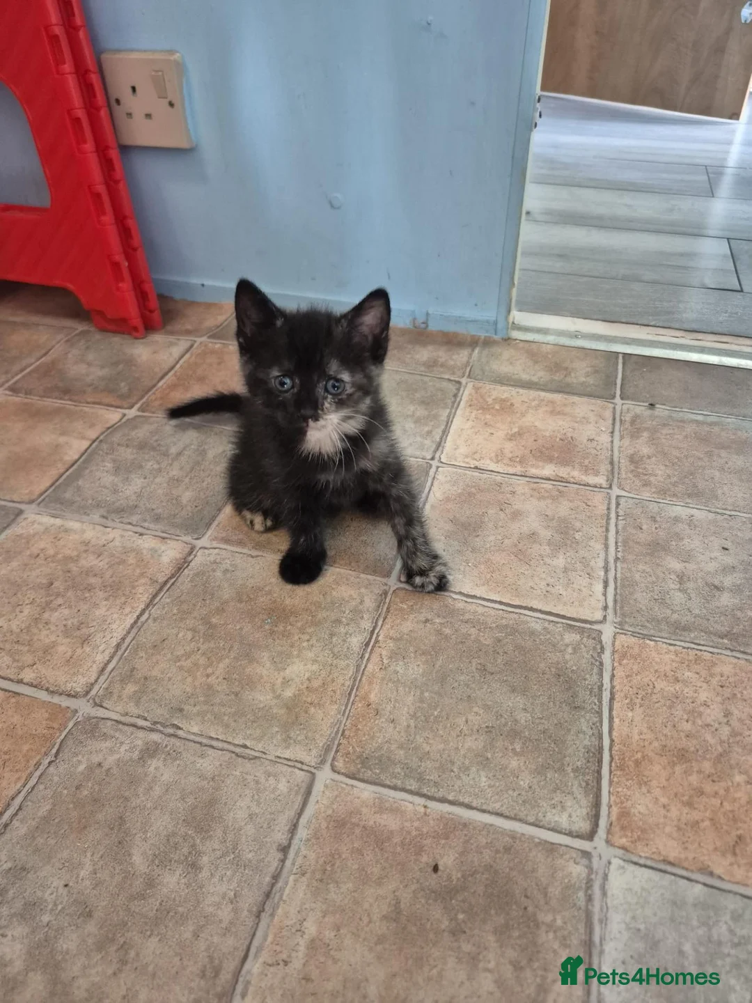 Domestic Shorthair cats for sale: Female kitten in Wickford - Advert 1
