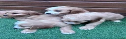 Cockapoo dogs for sale: Stunning Cockerpoo puppies - Advert 11