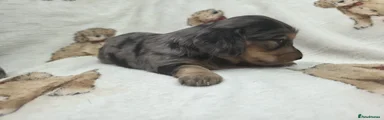 Miniature Dachshund 2