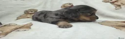 Miniature Dachshund dogs for sale: Stunning Litter of Silver Dapple Dachshund Pups  - Advert 3