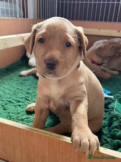 Labrador Retriever dogs Beautiful KC Labrador puppies - Advert 2