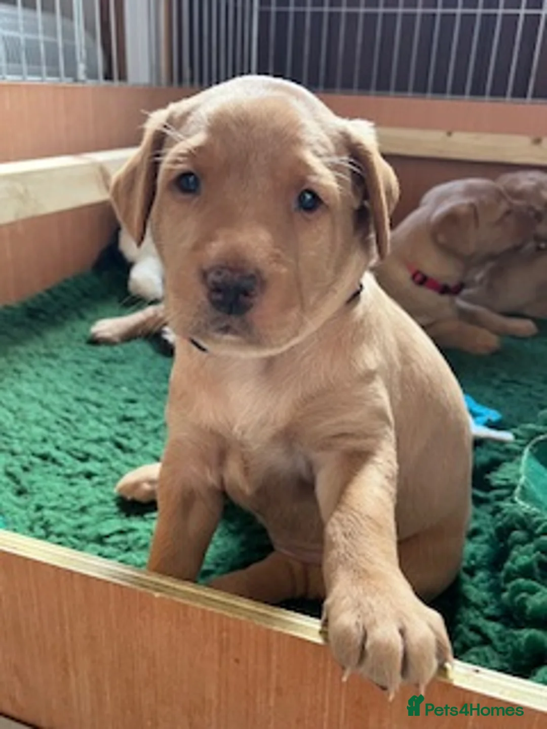 Labrador Retriever dogs for sale: Beautiful KC Labrador puppies - Advert 2