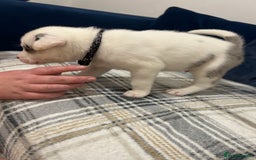 Siberian Husky dogs for sale: Husky cross pups! LAST BOY! - Image 5