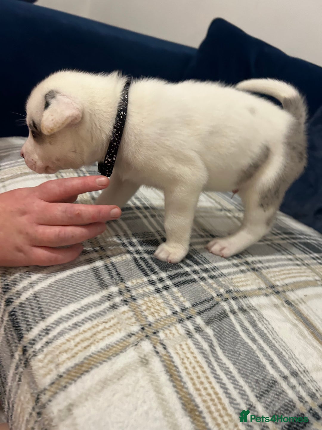 Siberian Husky dogs for sale: Husky cross pups! LAST BOY! - Image 5