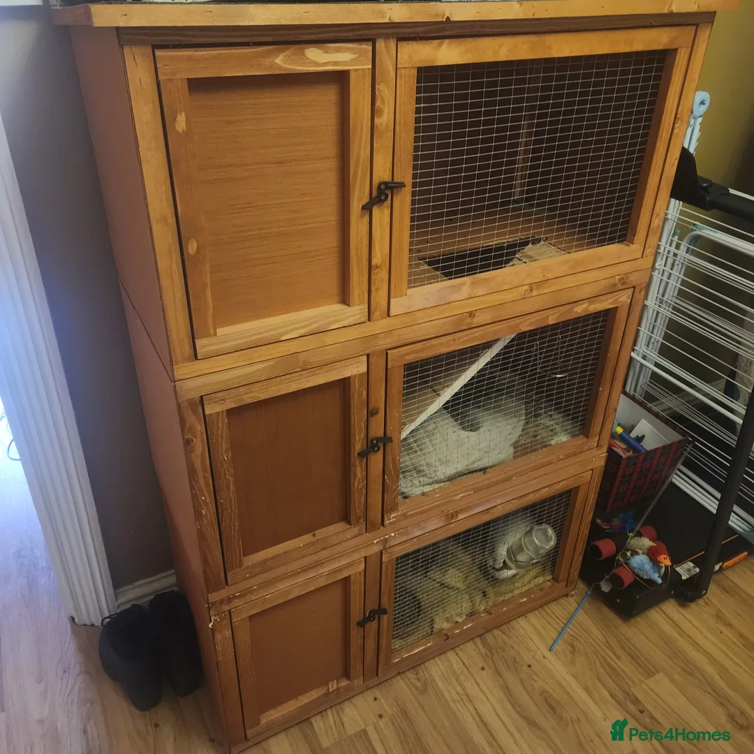 Guinea Pig rodents for sale: 3 girlies and cage included - Advert 12