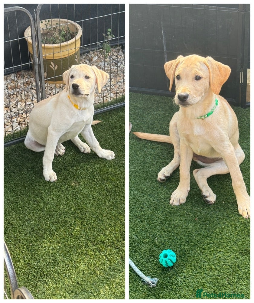 Labrador Retriever dogs Black & White/Cream Labrador Puppies Females  - Advert 1
