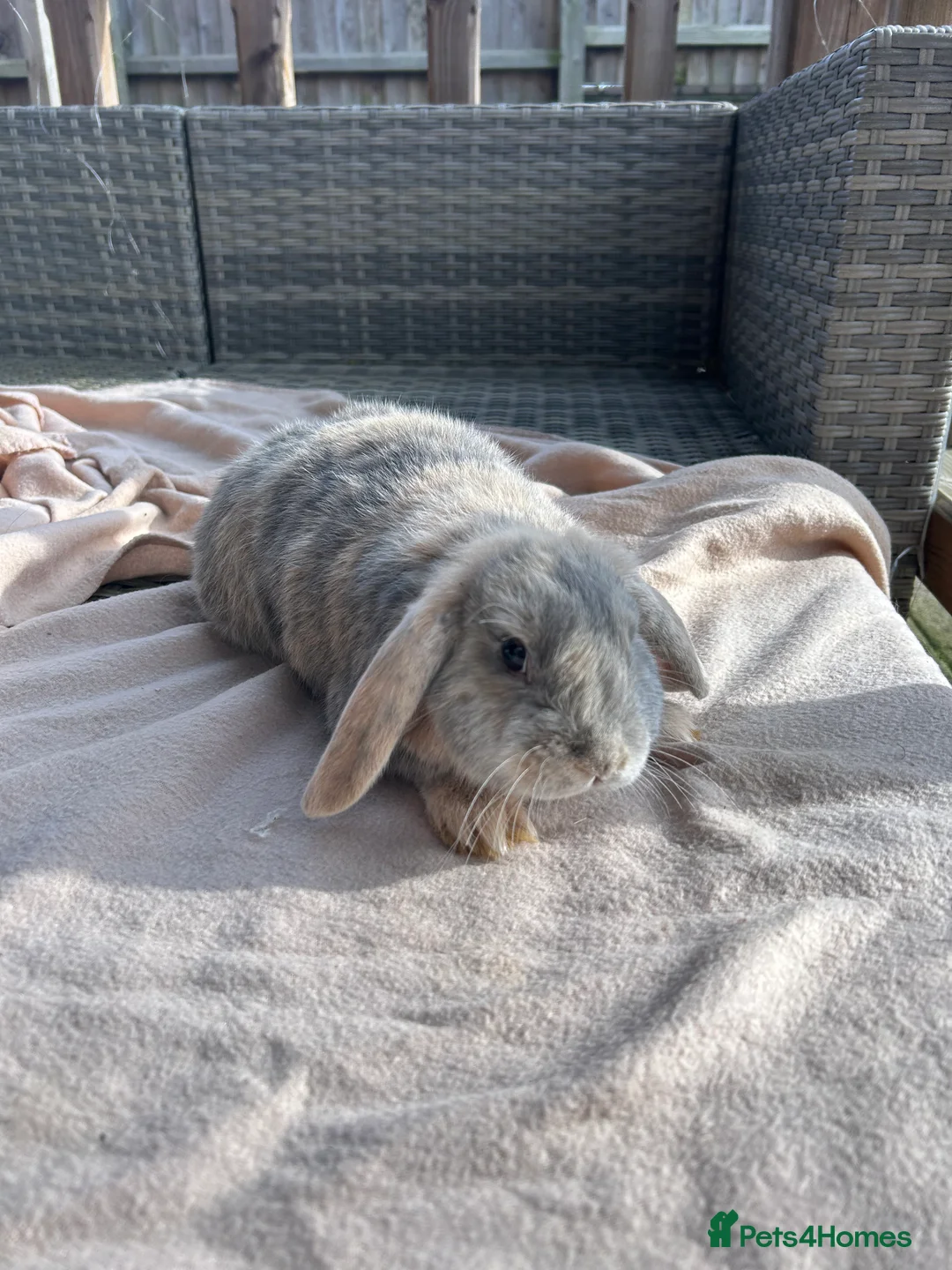 Mini Lop rabbits for sale: Beautifully marked friendly mini lop bunnies - Advert 3