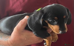 Miniature Dachshund dogs for sale: Miniature Dachshund Reduced - Image 2